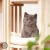 Lily 4.webp