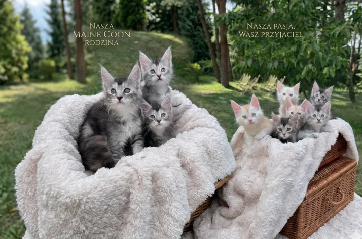 Hodowla Maine Coonów
